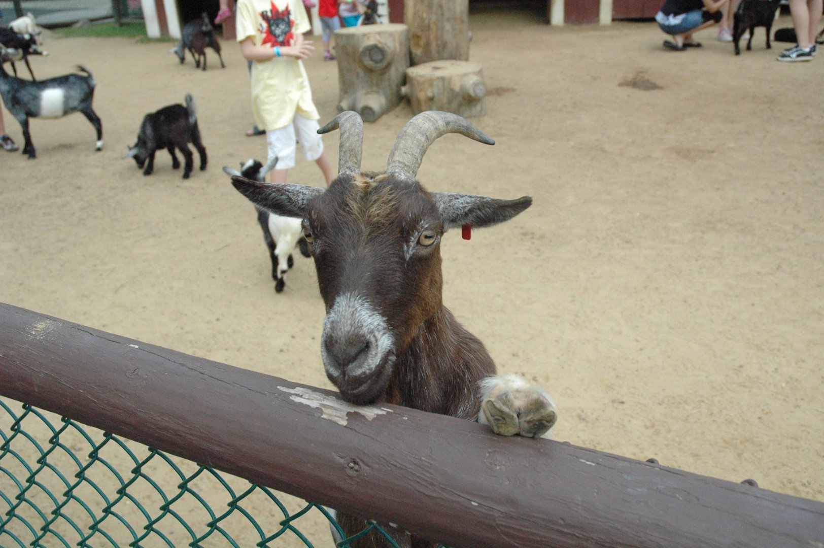 Yorks Wild Kingdom 2010 Goat Petting Area