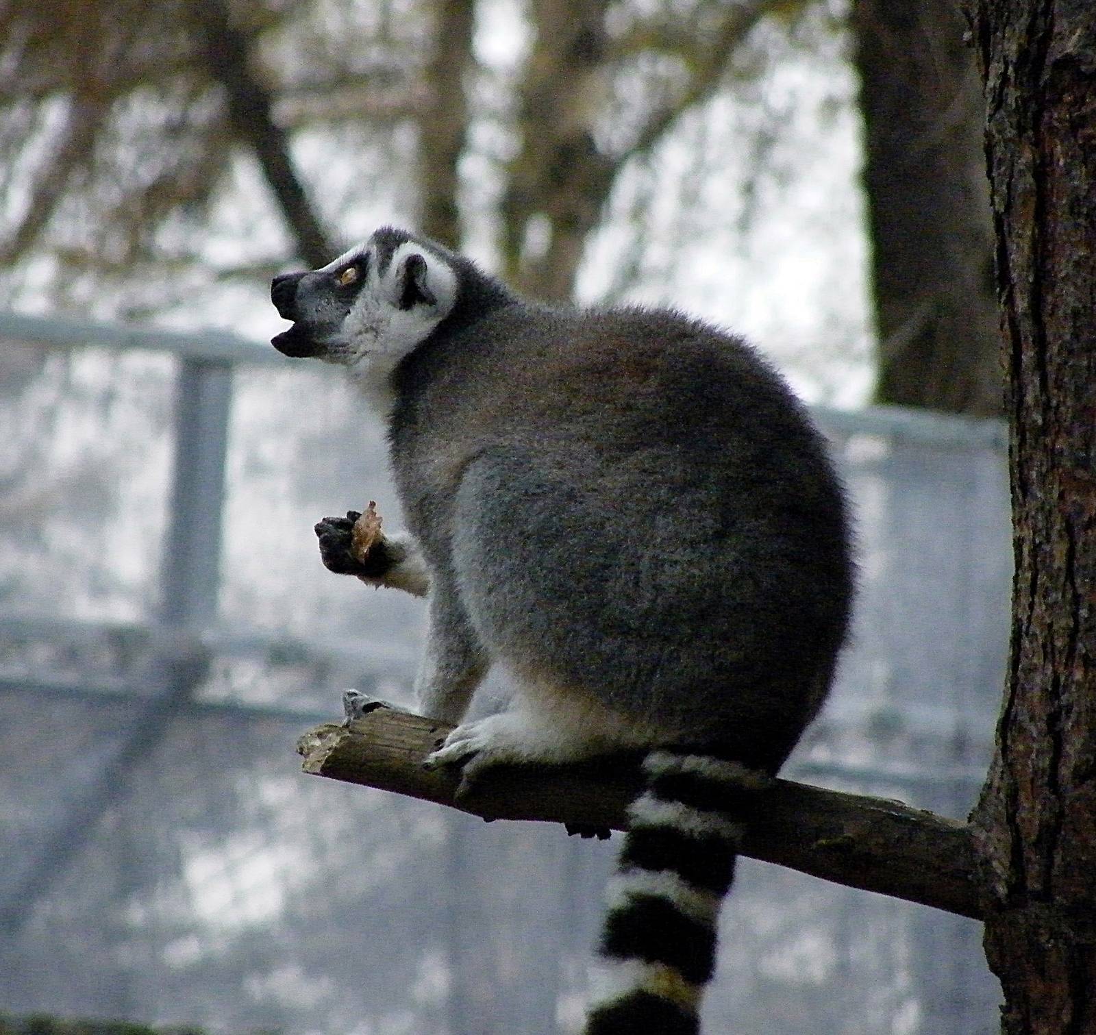 yorkshire wildlife park 037 julie