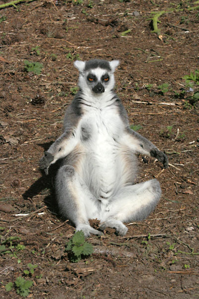 Yorkshire Wildlife Park 04/04/09