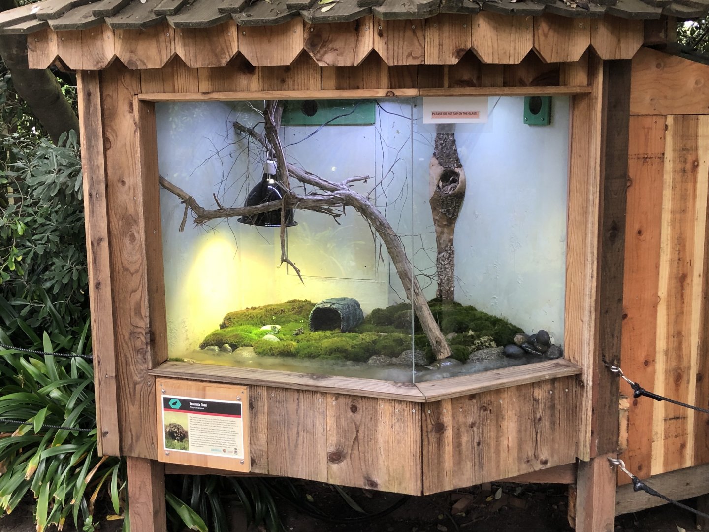Yosemite toad exhibit (formerly home to house mice)