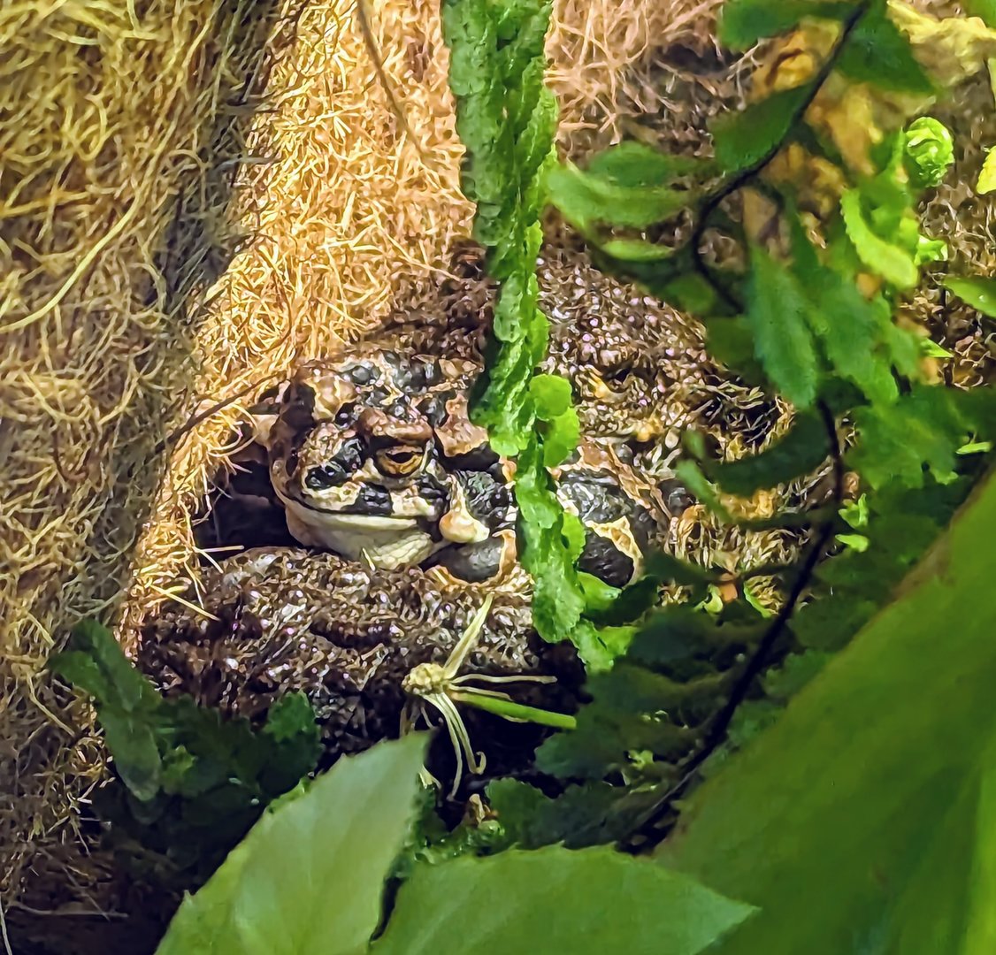 Yosemite Toad  - July 8th 2023