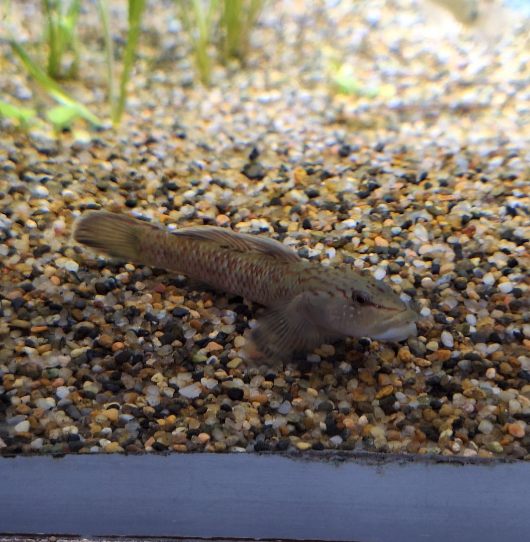 Yoshinobori goby sp. (Rhinogobius sp.) - Uozu Aquarium