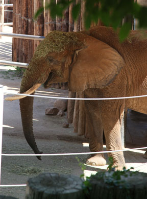 You are supposed to eat it, not wear it!