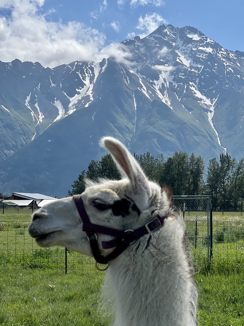 You can almost see a Guanaco in Patagonia