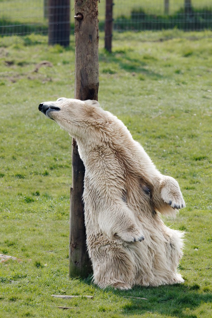 You cannot beat a good back scratch!