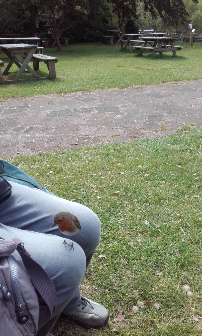 You have to love a Robin, May 2021