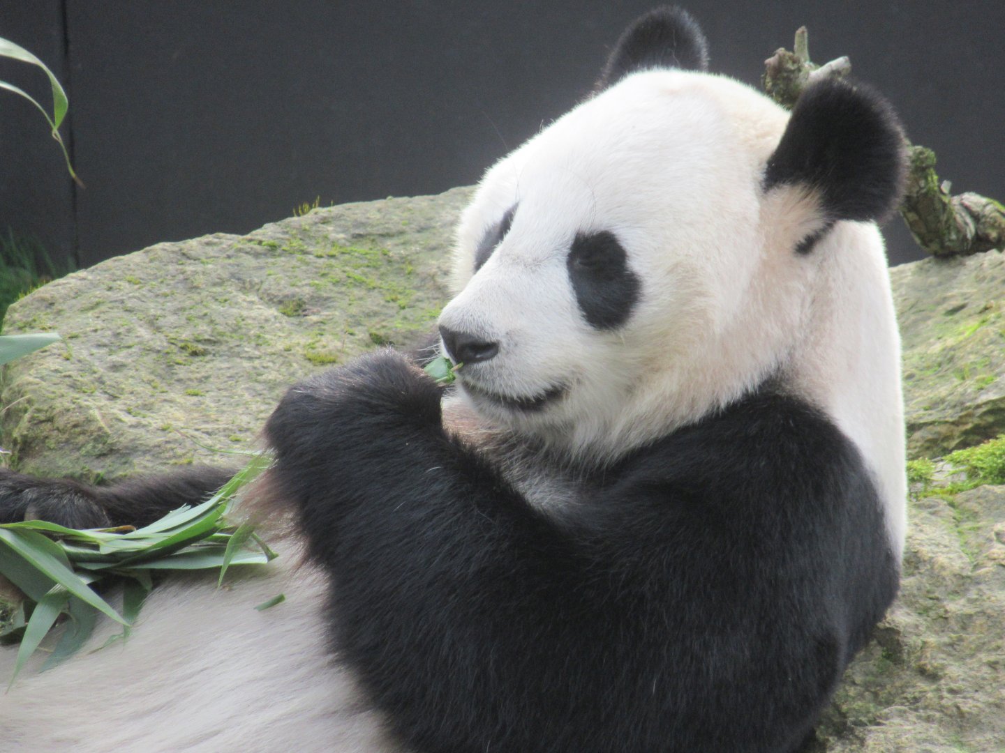 You know you love Giant Pandas really!
