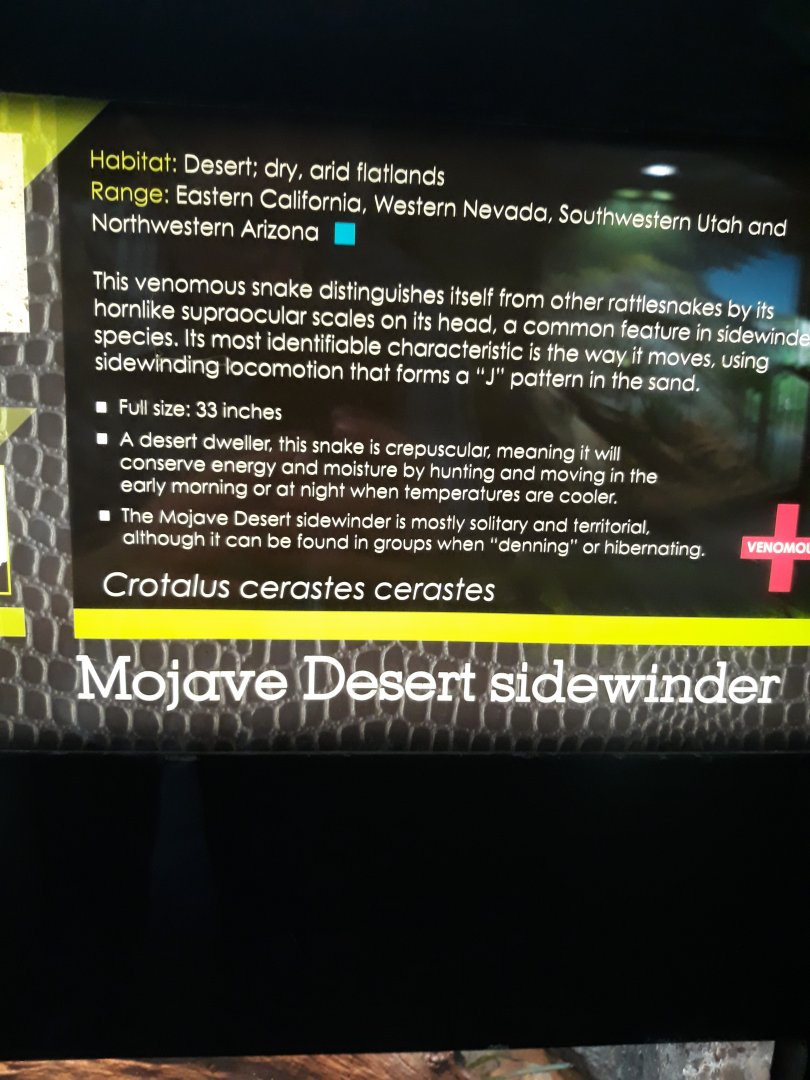 You little sidewinder