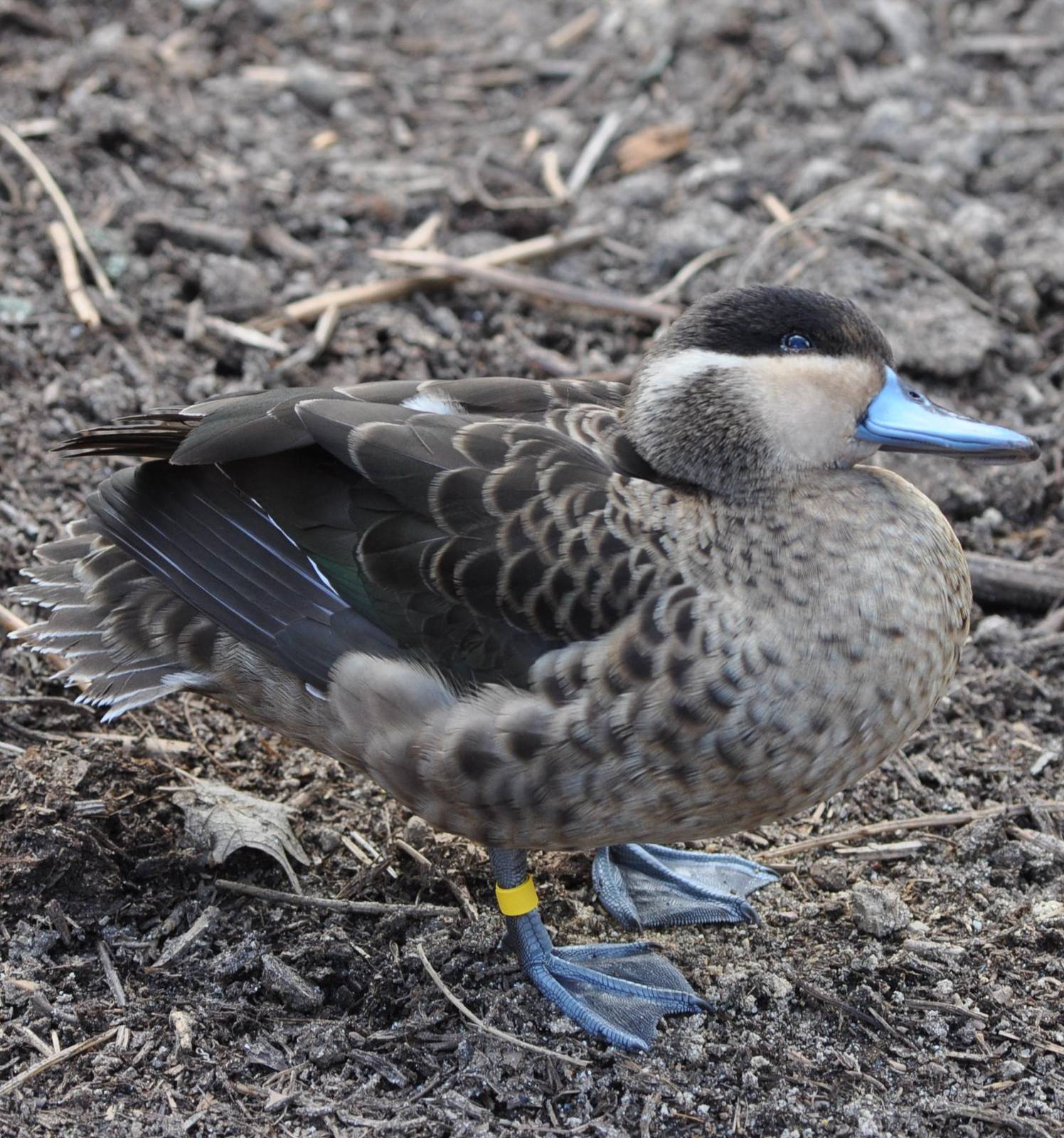 You lookin at me? - Hottentot Teal