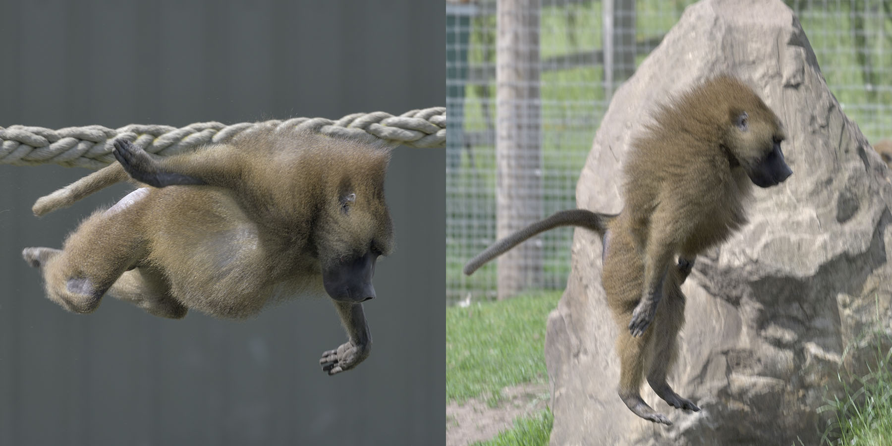 You will believe a baboon can fly!