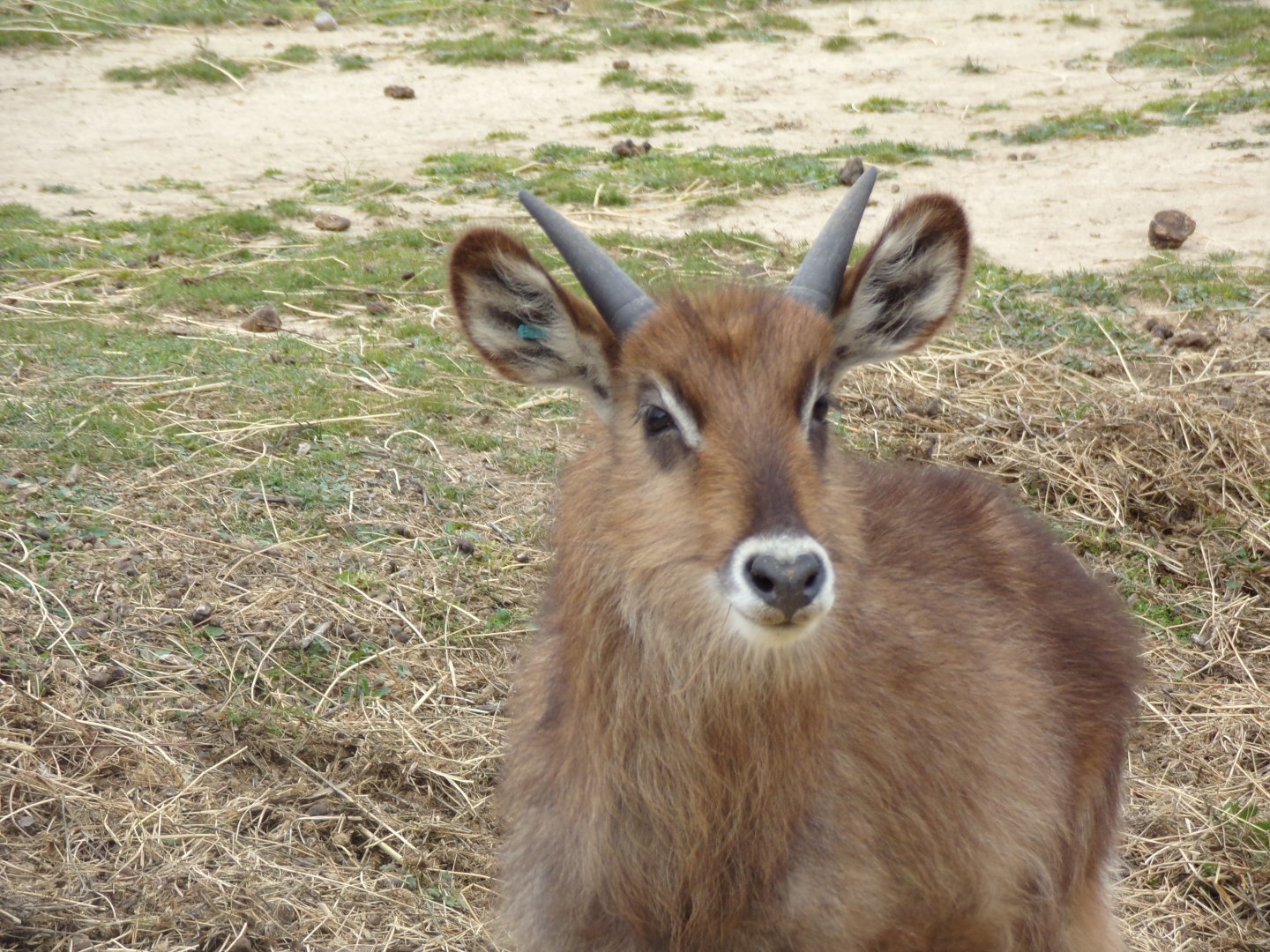 Youg Male Defassa Waterbuck - Réserve Africaine de Sigean (2024)