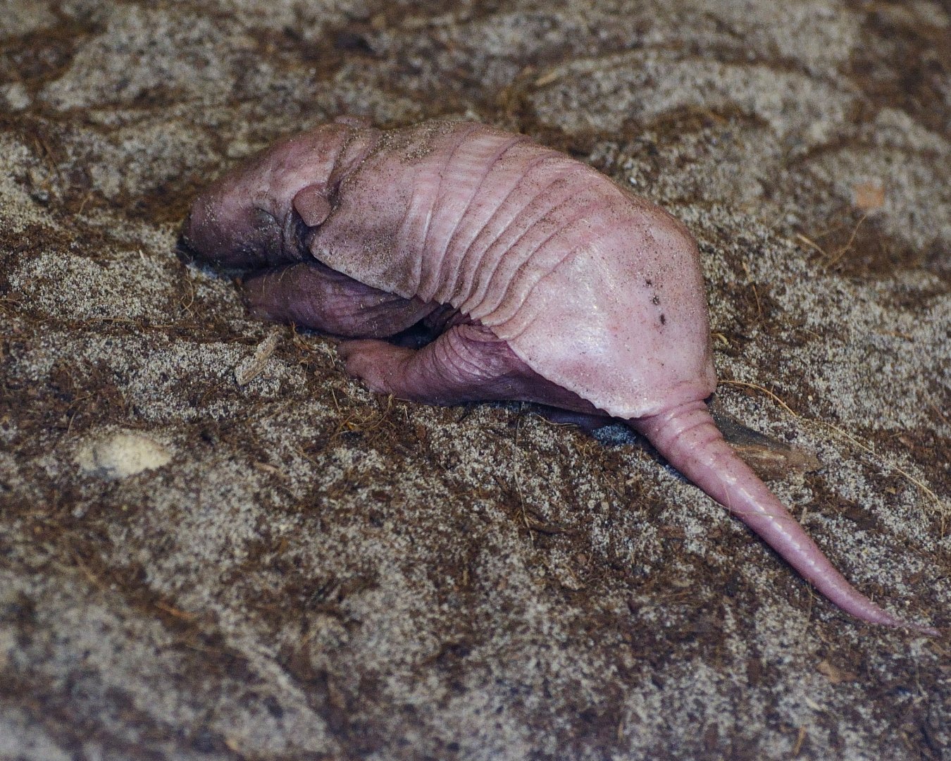 Young 6 Banded Armadillo - Longleat