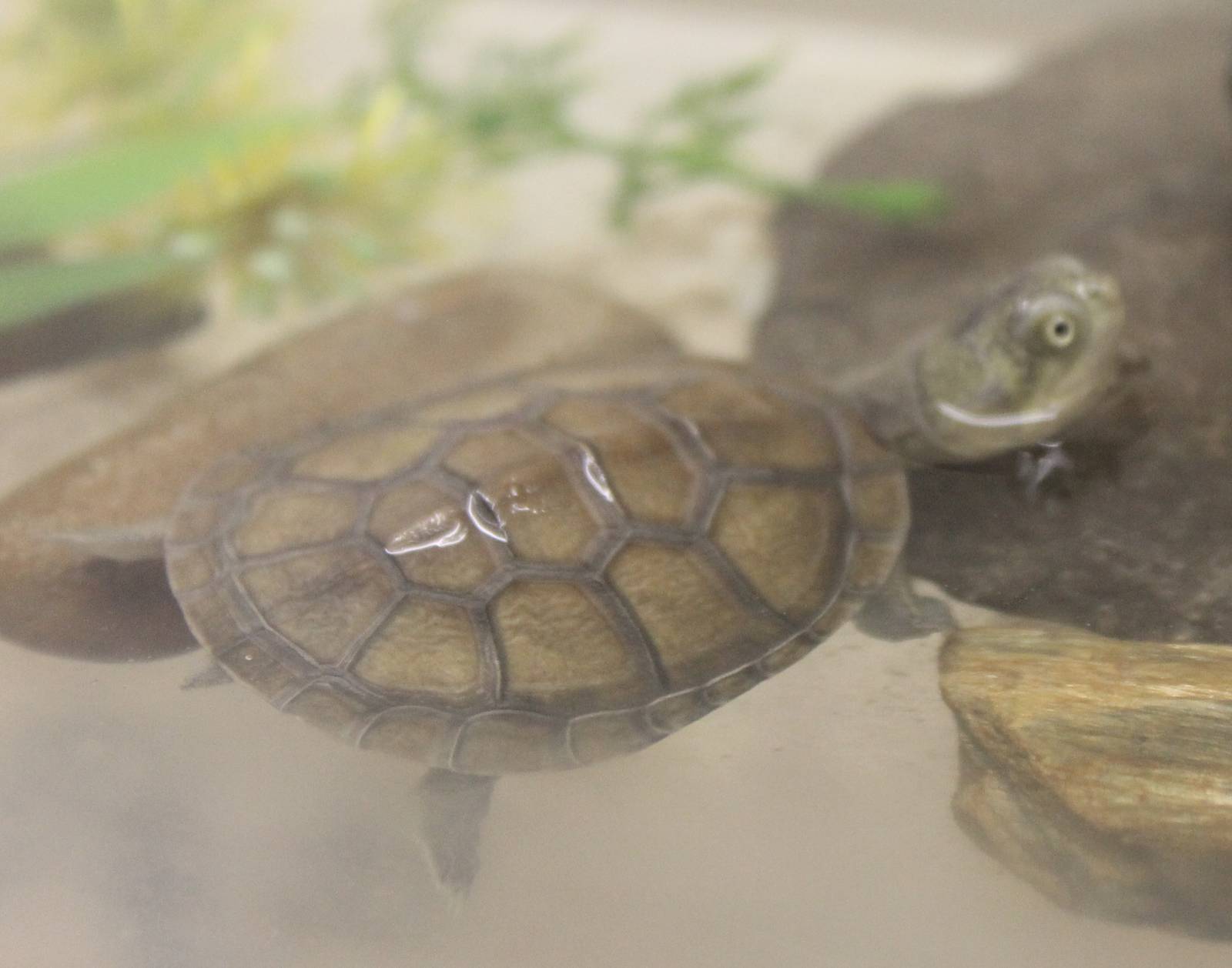 Young Adanson's mud turtle