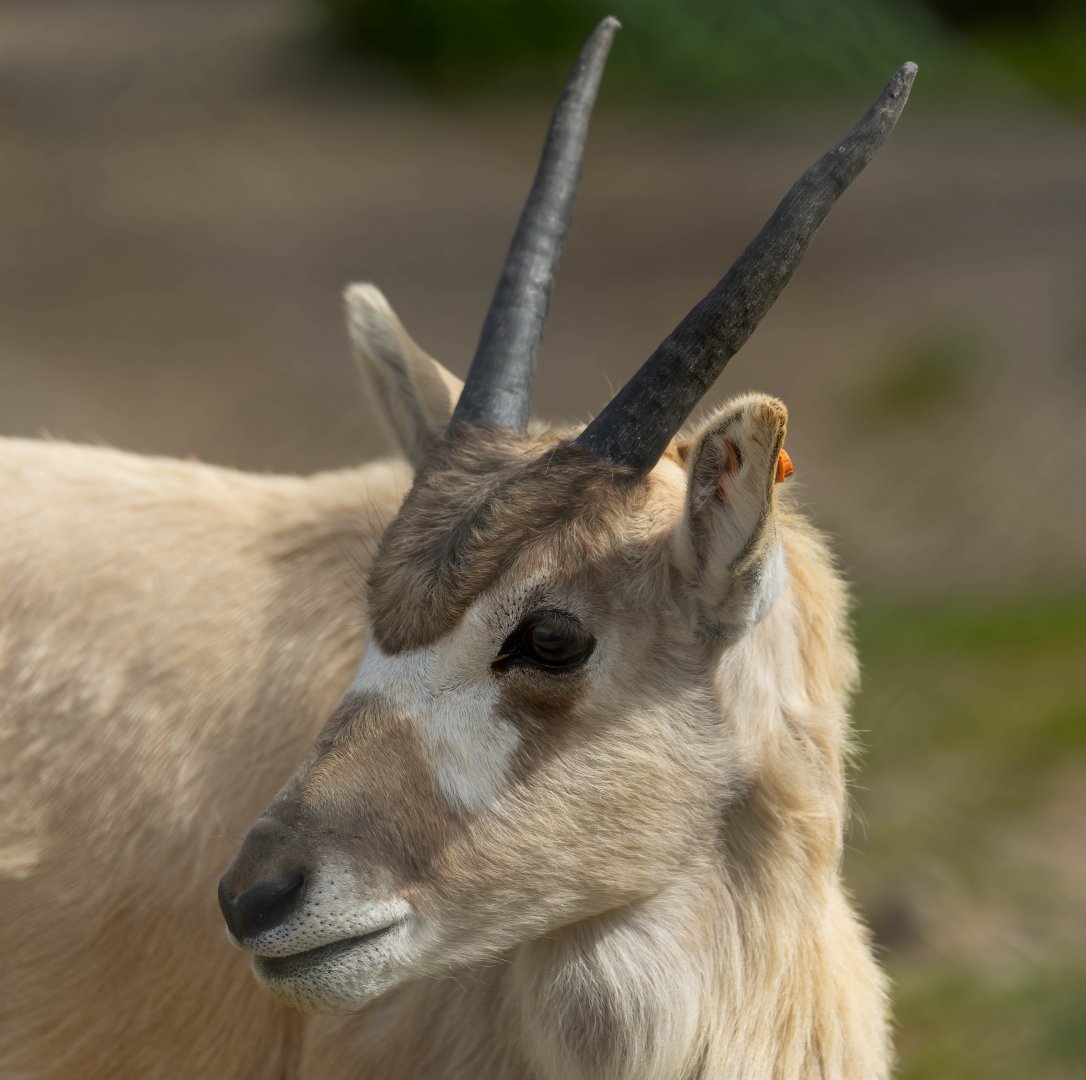 Young Addax, Tayma (f), Africa Alive, UK