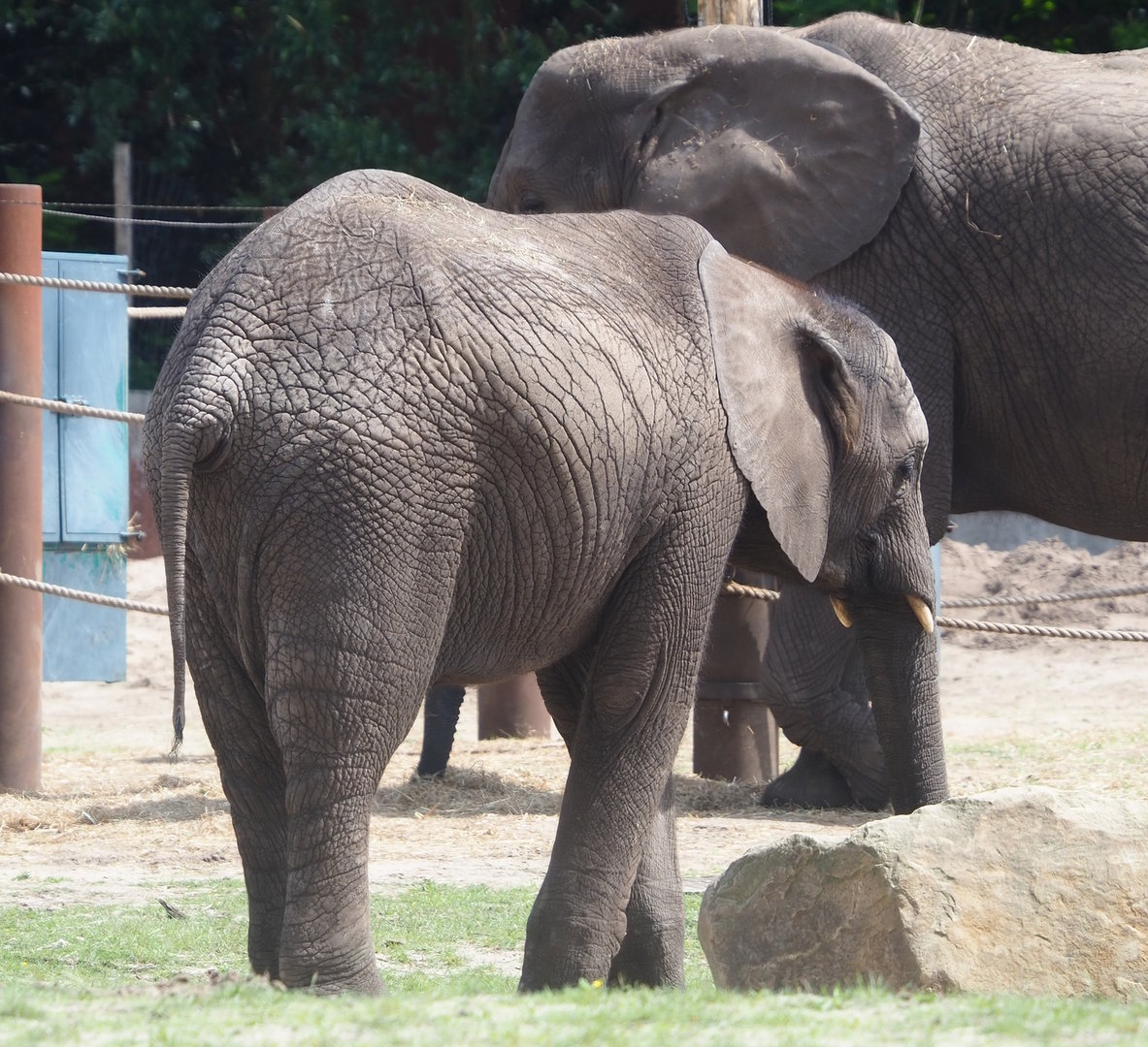 Young African bush elephant (Loxodonta africana), 2022-06-12