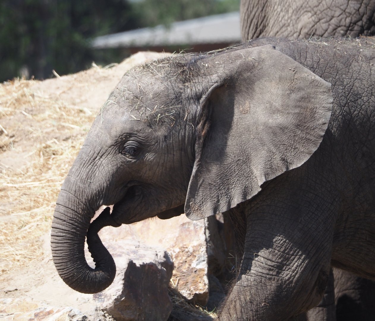 Young African bush elephant (Loxodonta africana), 2025-04-30
