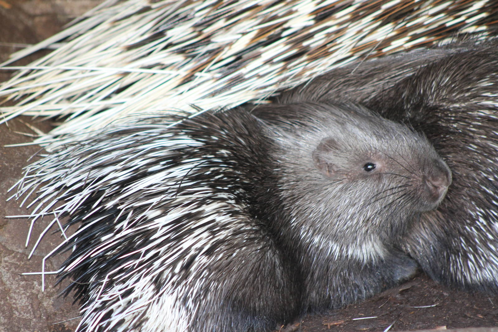 Young African crested porcupine