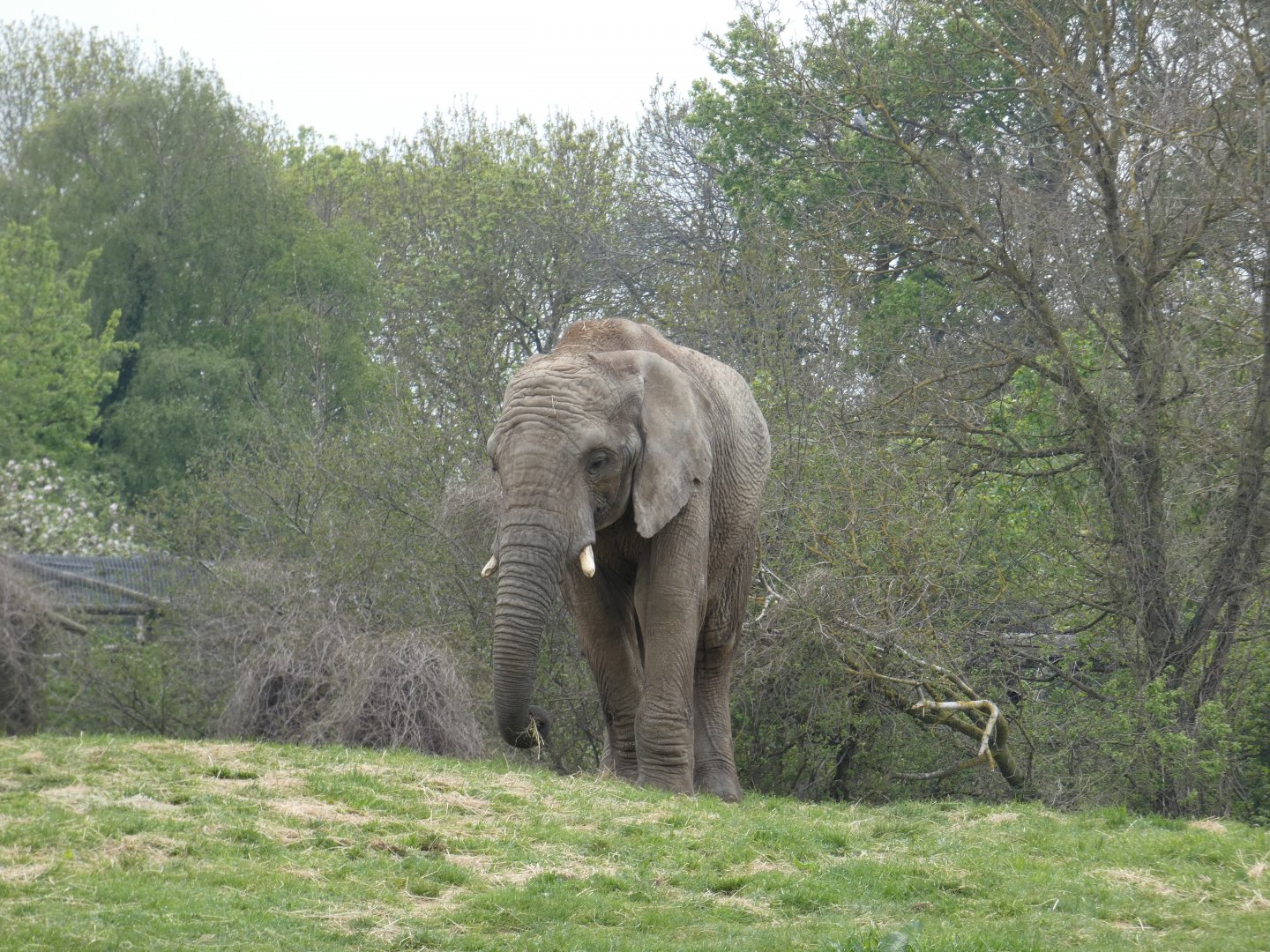 Young African elephant bull