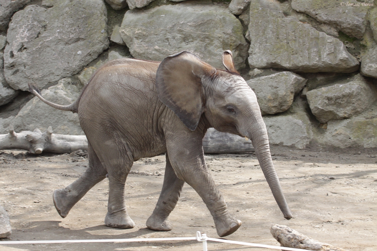 Young African Elephant (Loxodonta africana)