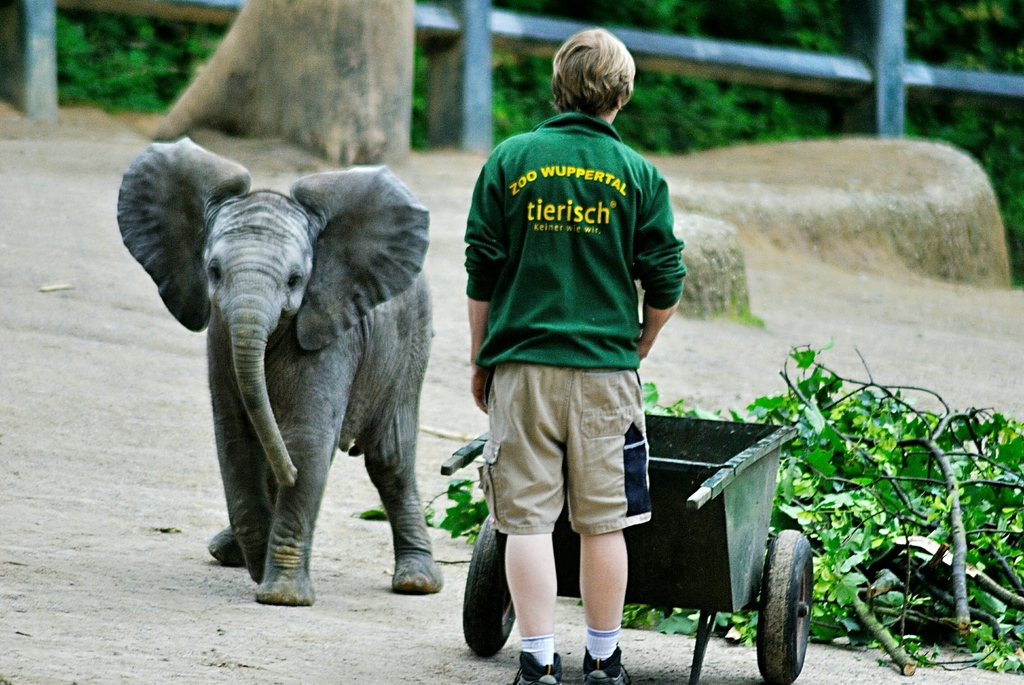 Young african elephant Tuffi