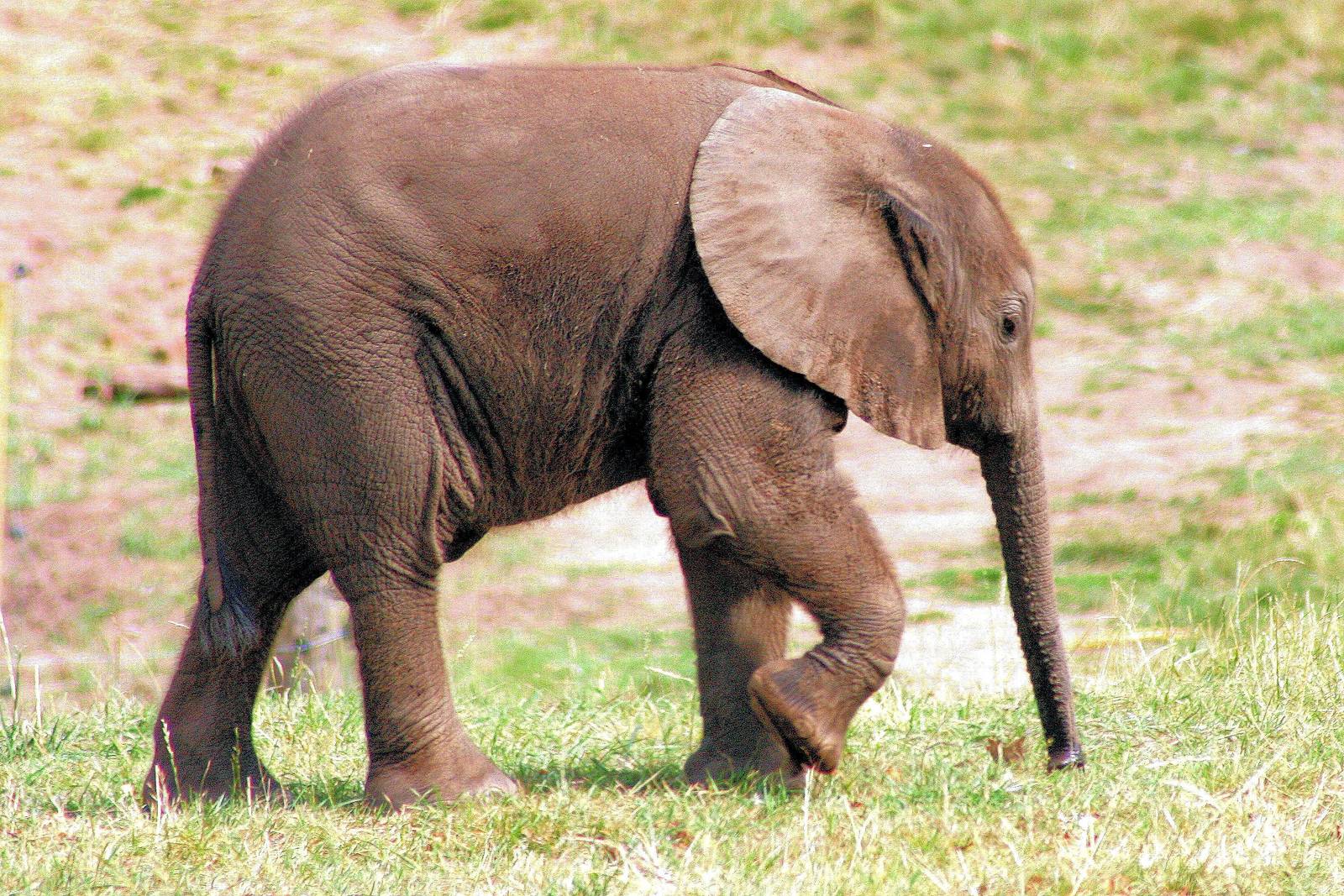 Young African elephant; West Midland Safari Park; 29th July 2014