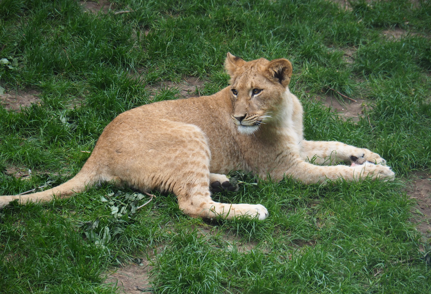 Young African lion (Panthera leo), 2022-05-26