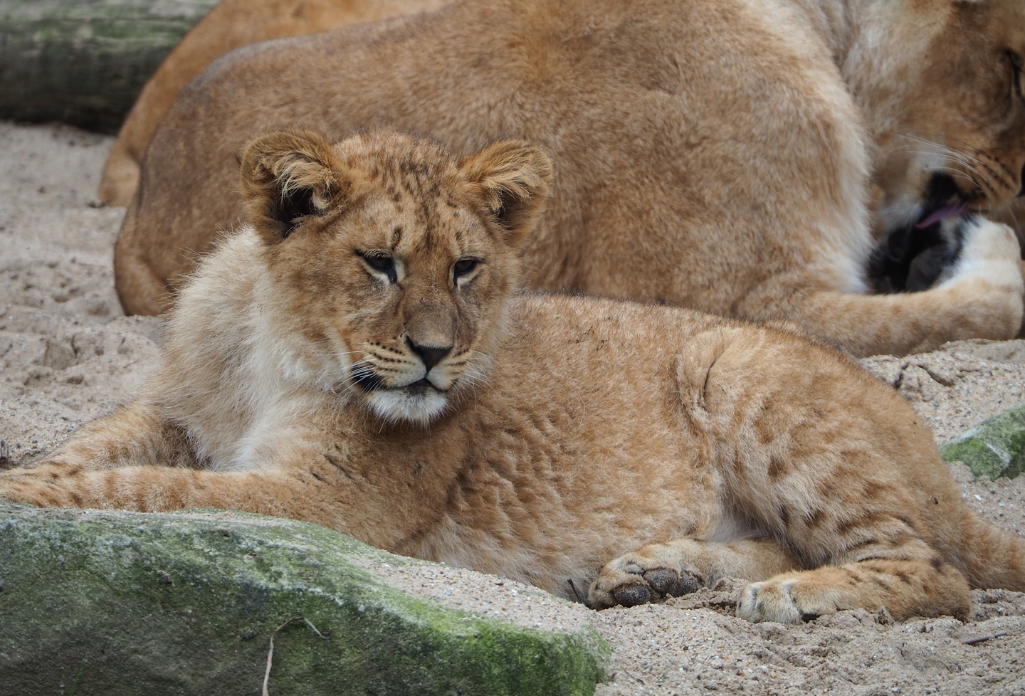 Young African lion (Panthera leo), 2023-04-08
