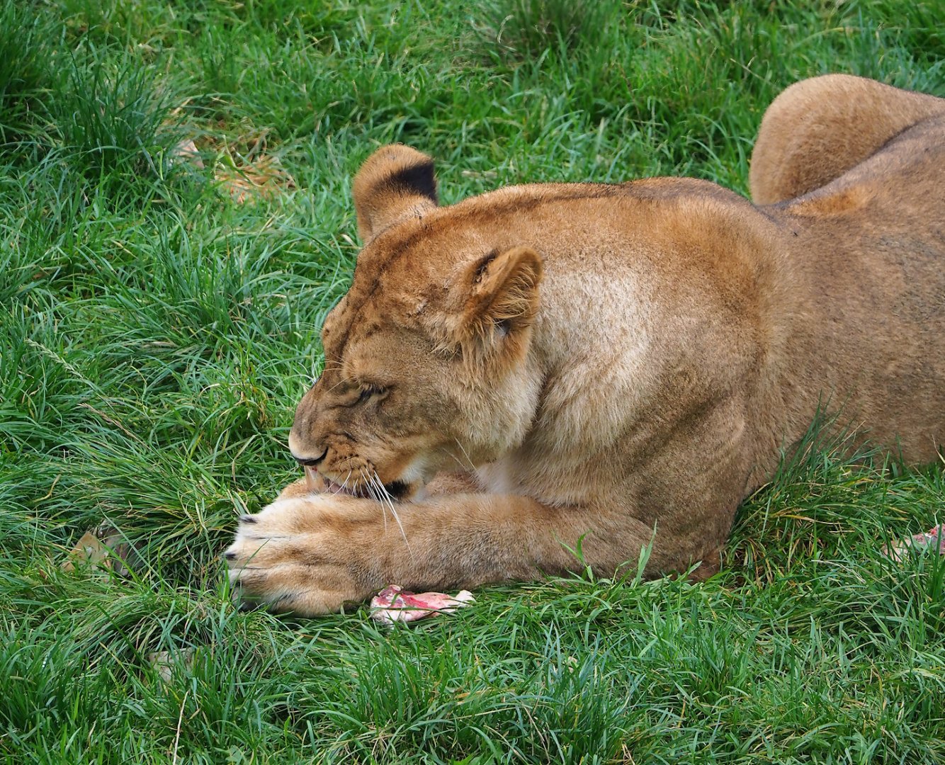 Young African lion (Panthera leo), 2023-10-13
