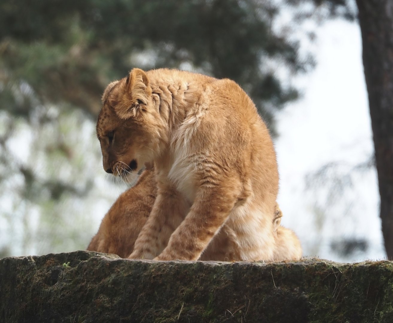 Young African lion (Panthera leo), 2024-04-06