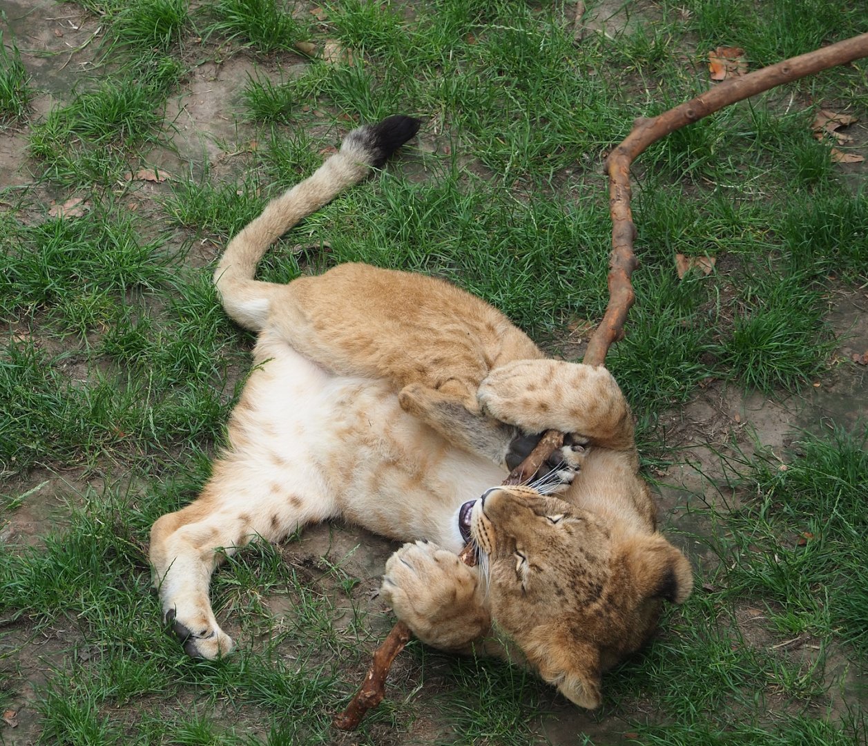 Young African lion (Panthera leo) playing with branch, 2023-07-02