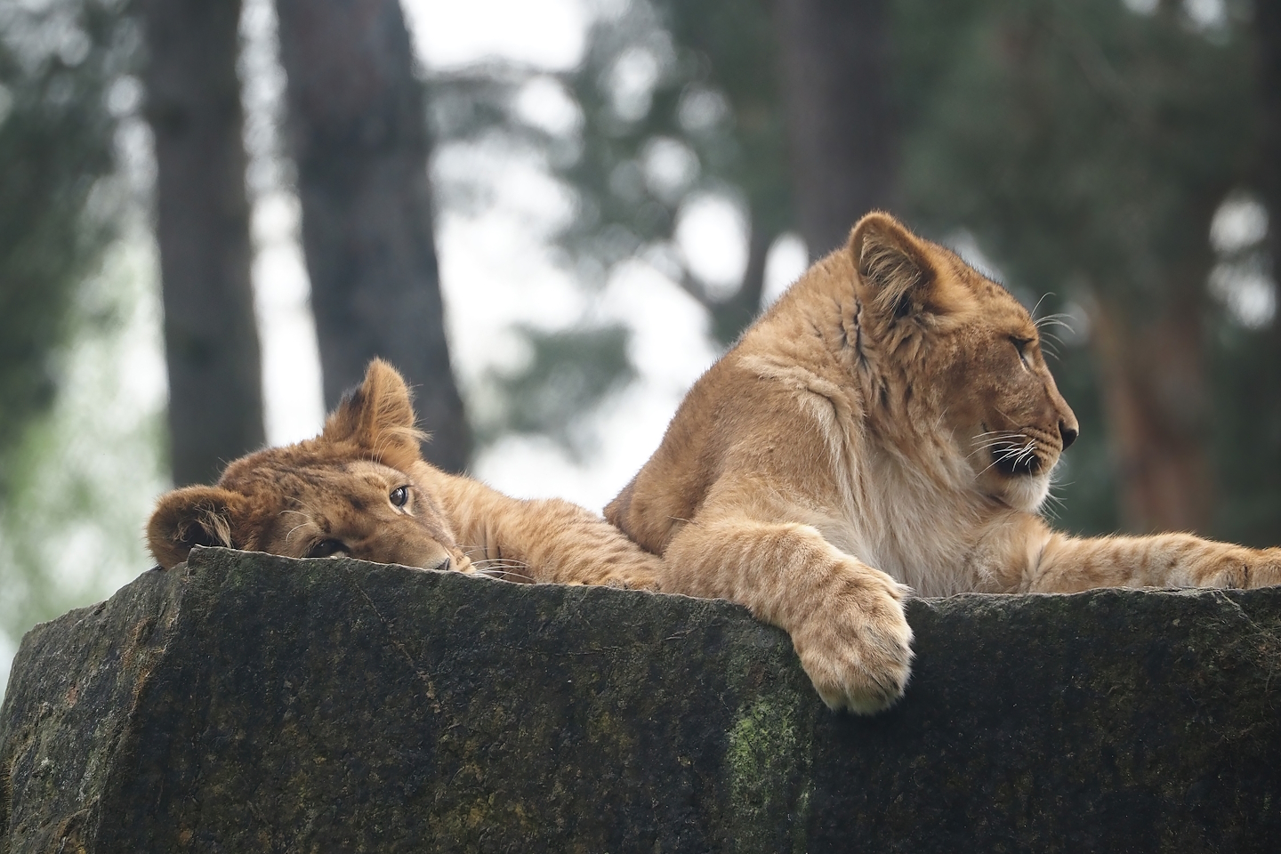 Young African lions (Panthera leo), 2024-04-06