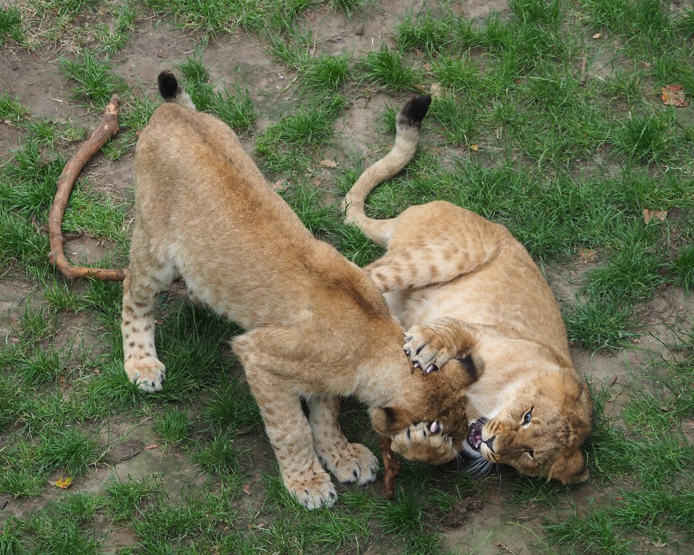 Young African lions (Panthera leo) playing, 2023-07-02