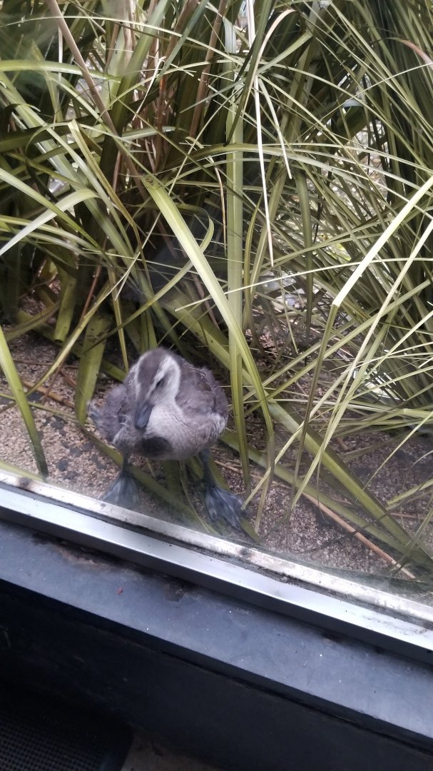 Young African pygmy goose?