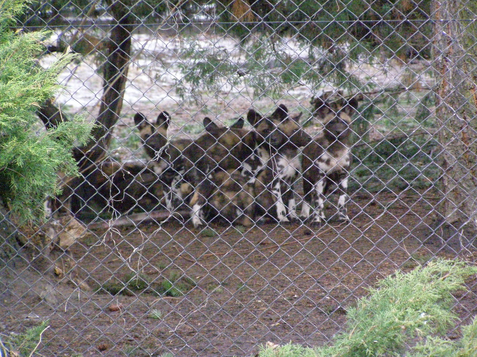 young African wild dogs (Lycaon pictus) born on 11/15/11