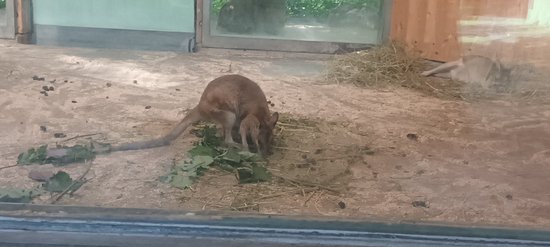 young Agile Wallaby