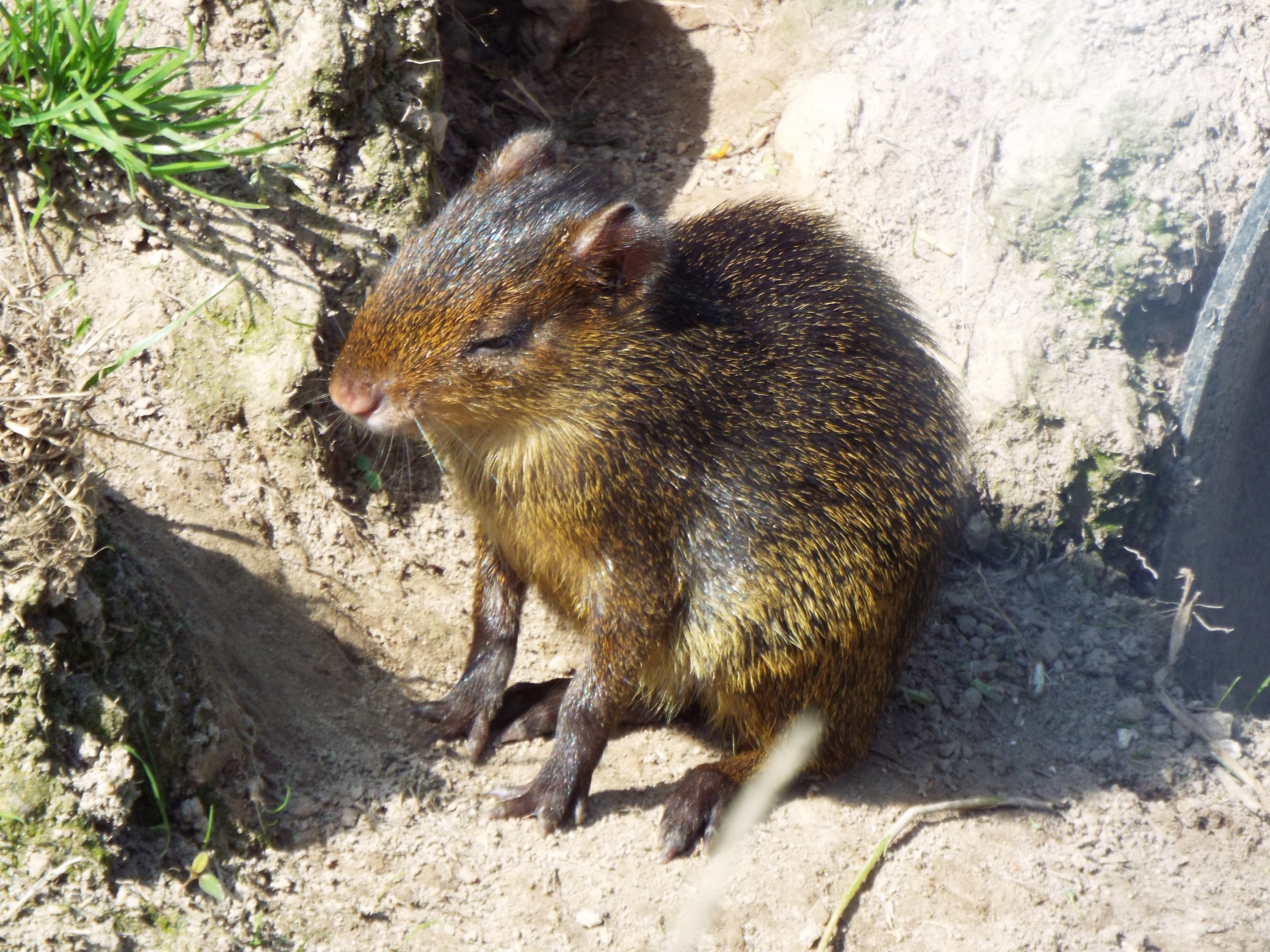 Young Agouti Axe Valley