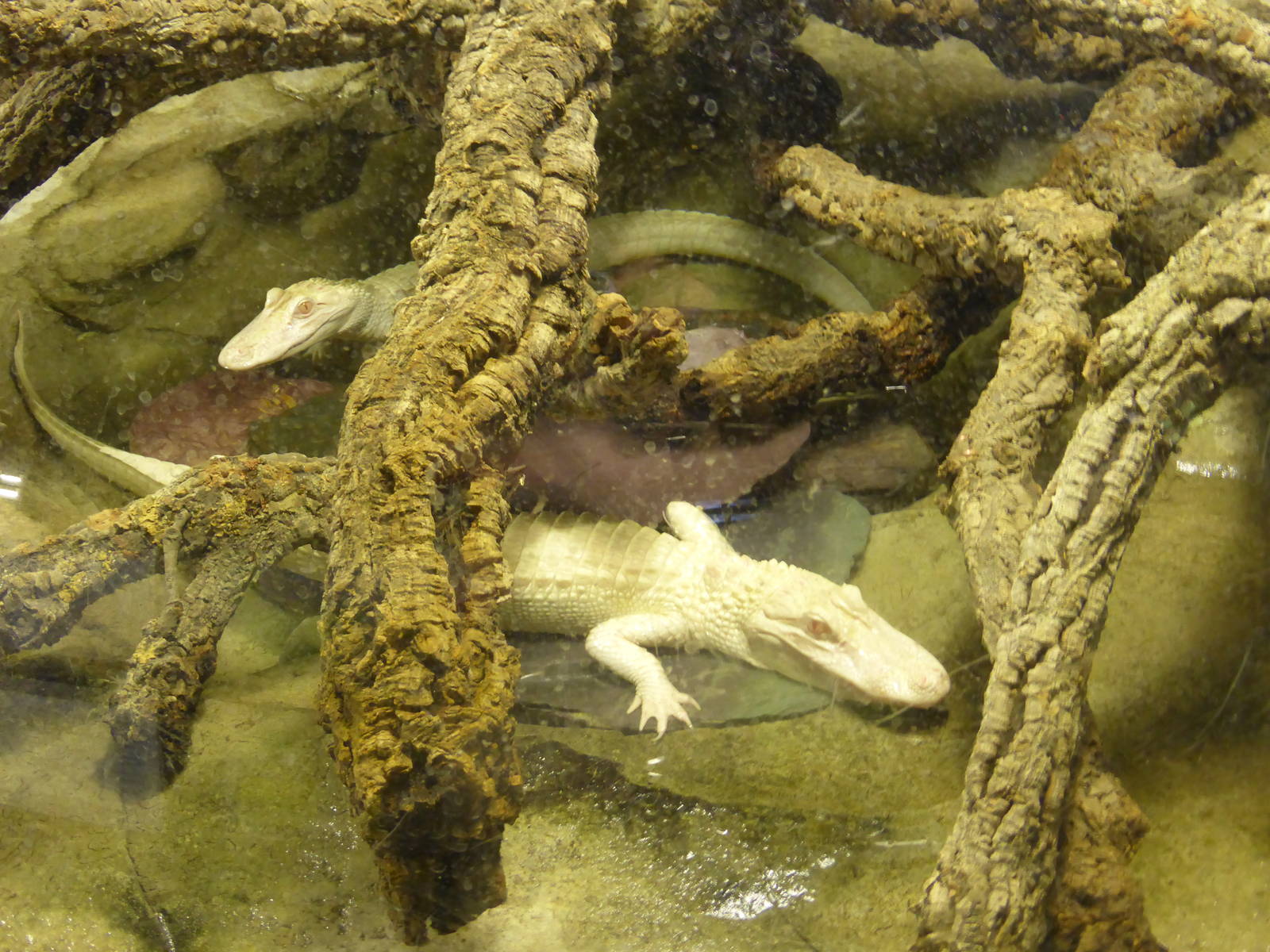Young albino Mississippi alligators