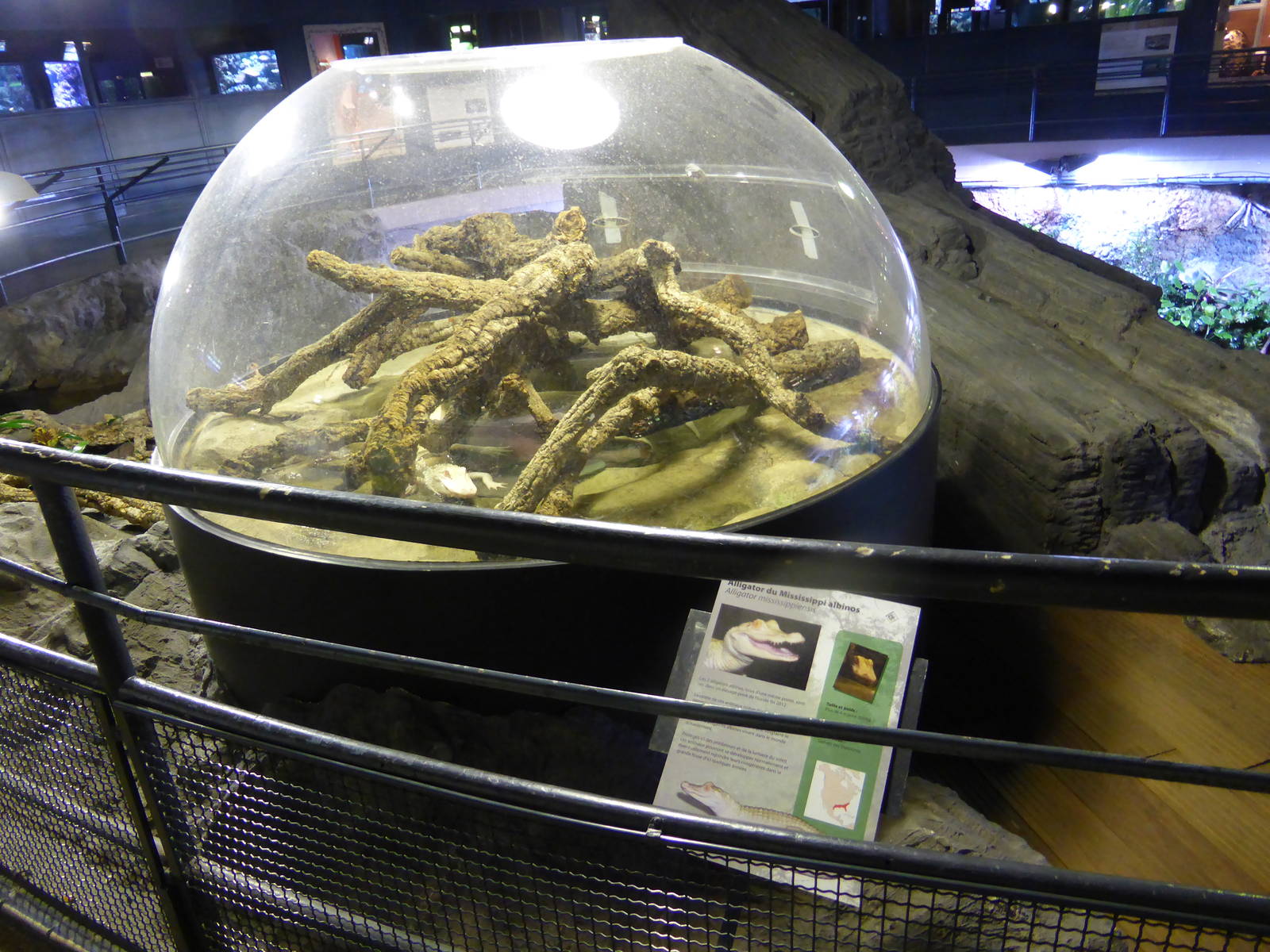 Young albino Mississippi alligators