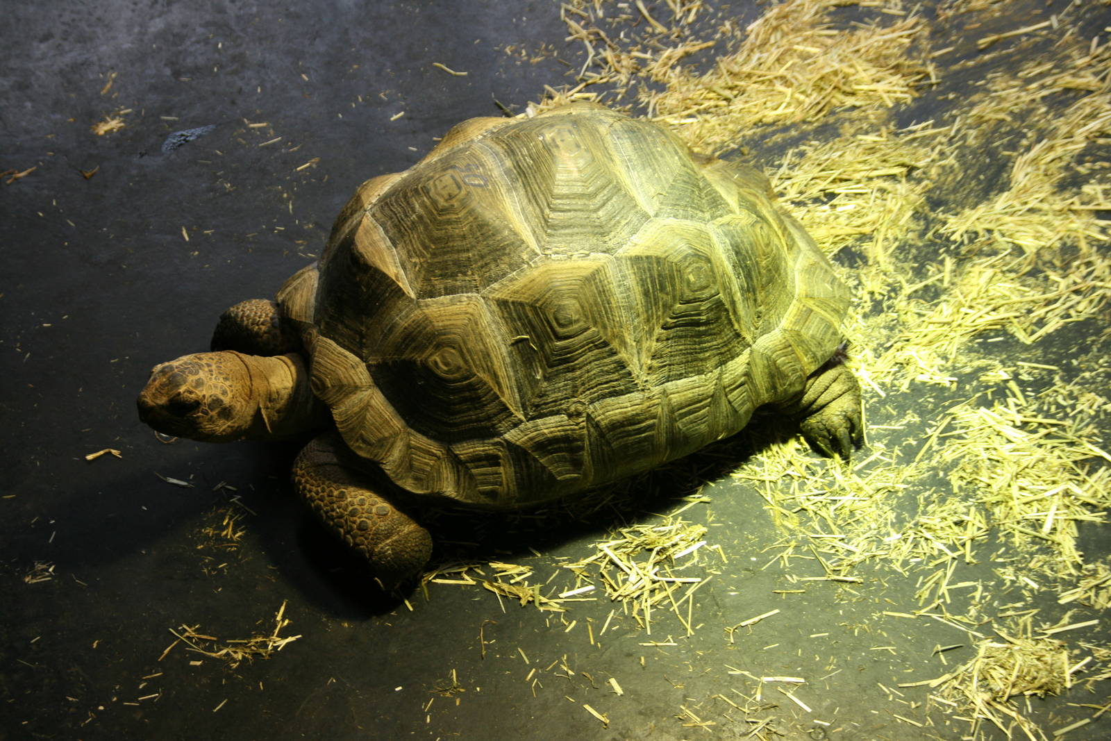 young Aldabra giant tortoise