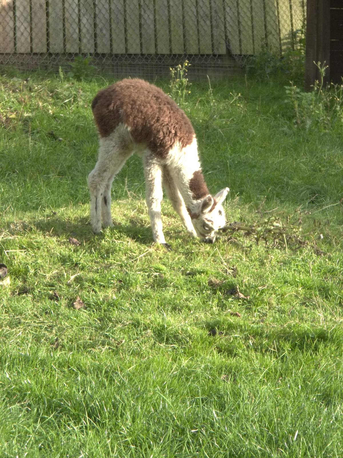 Young Alpaca atop the original Goat Mountain, 10th October 2014