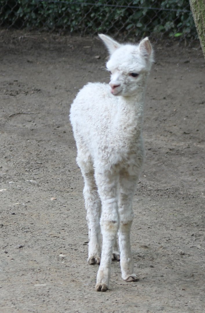 Young Alpaca