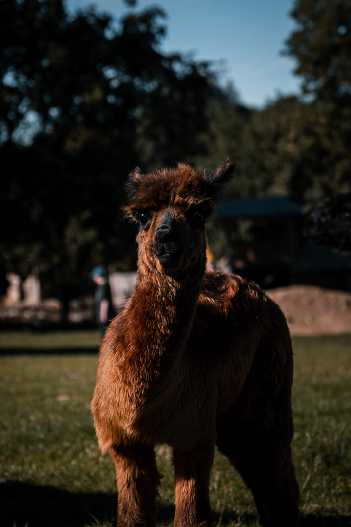 Young Alpaca