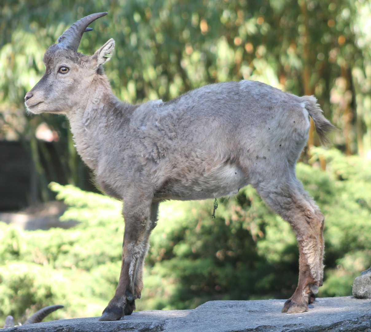 Young Alpine ibex