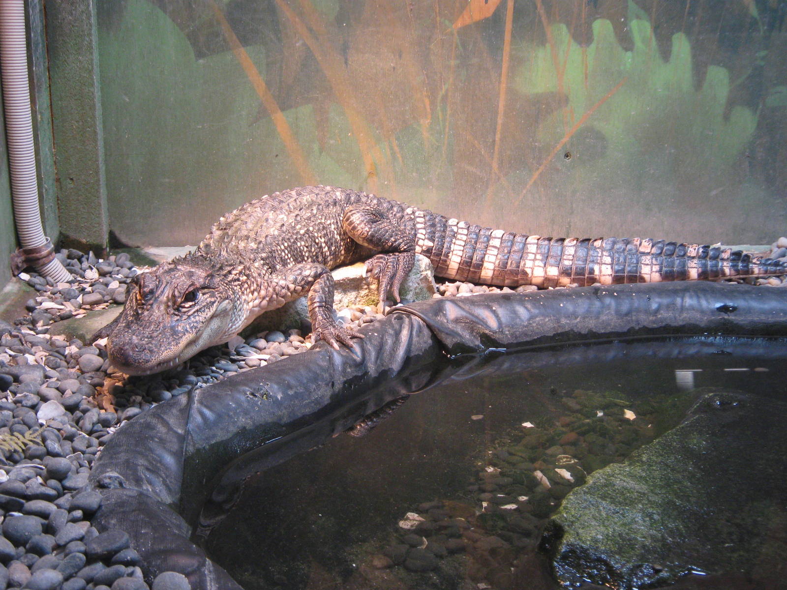 young American alligator (Alligator mississippiensis)