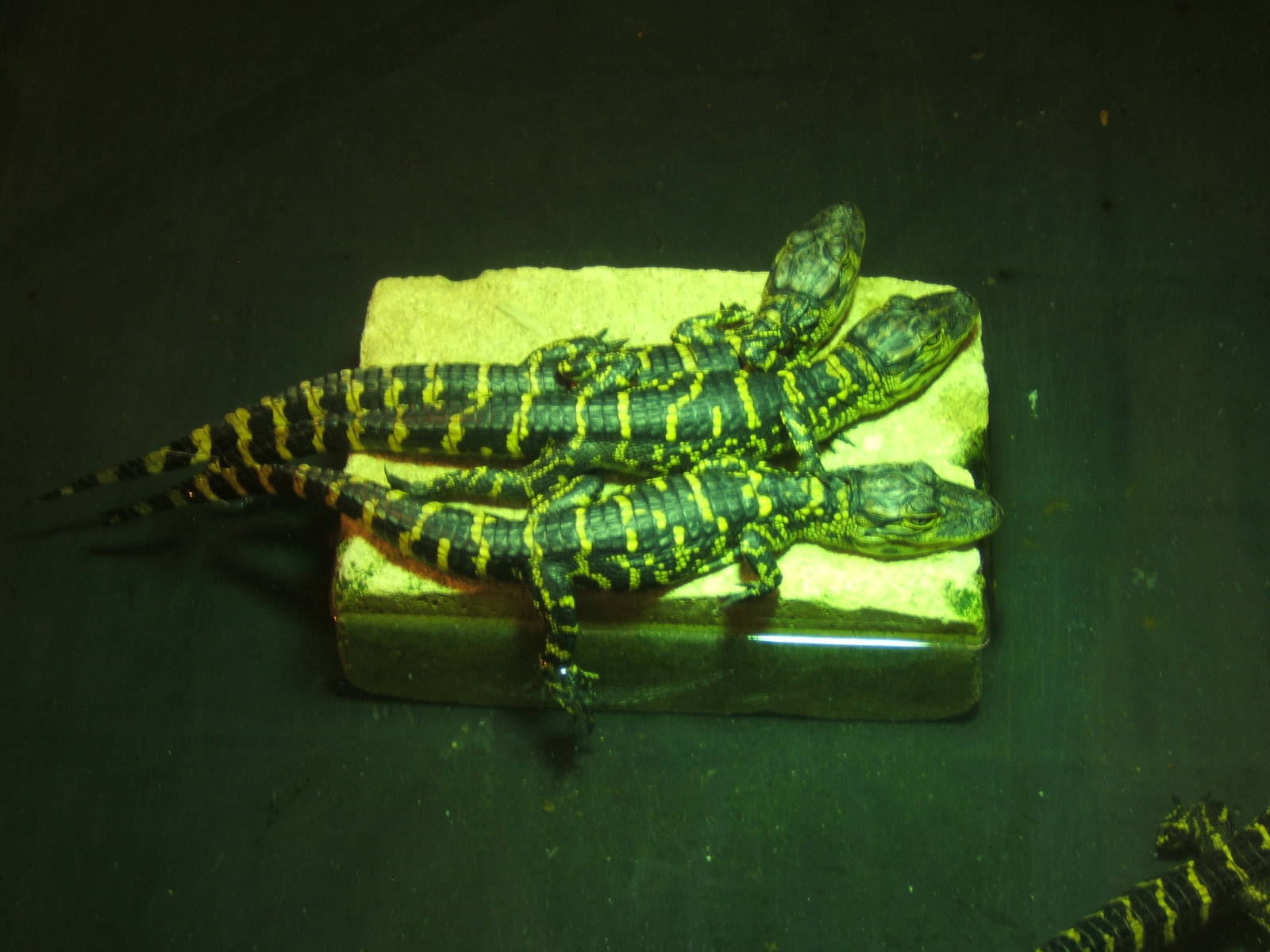 Young American Alligator`s