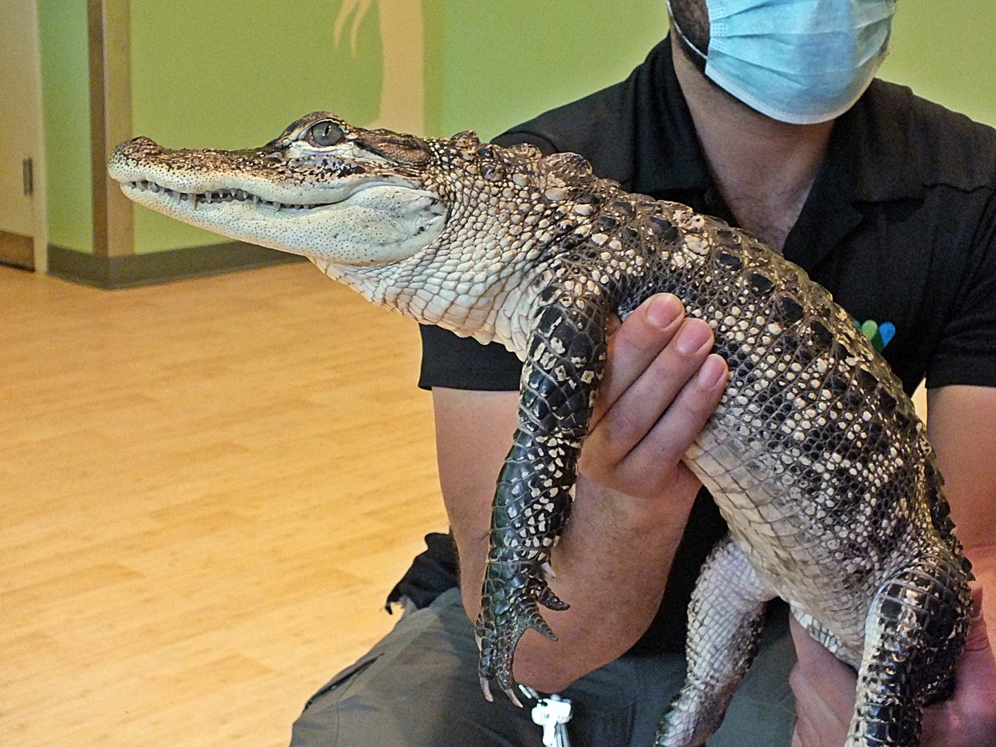 Young American alligator