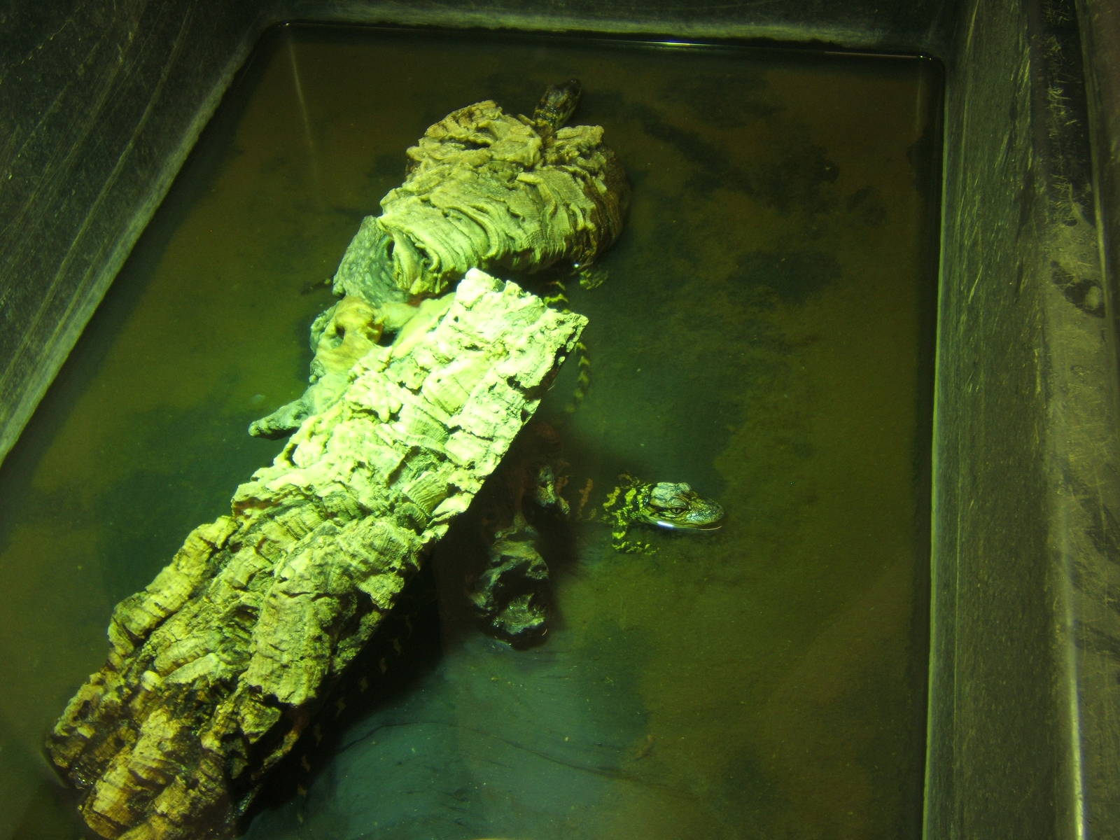 Young American Alligators born 2013