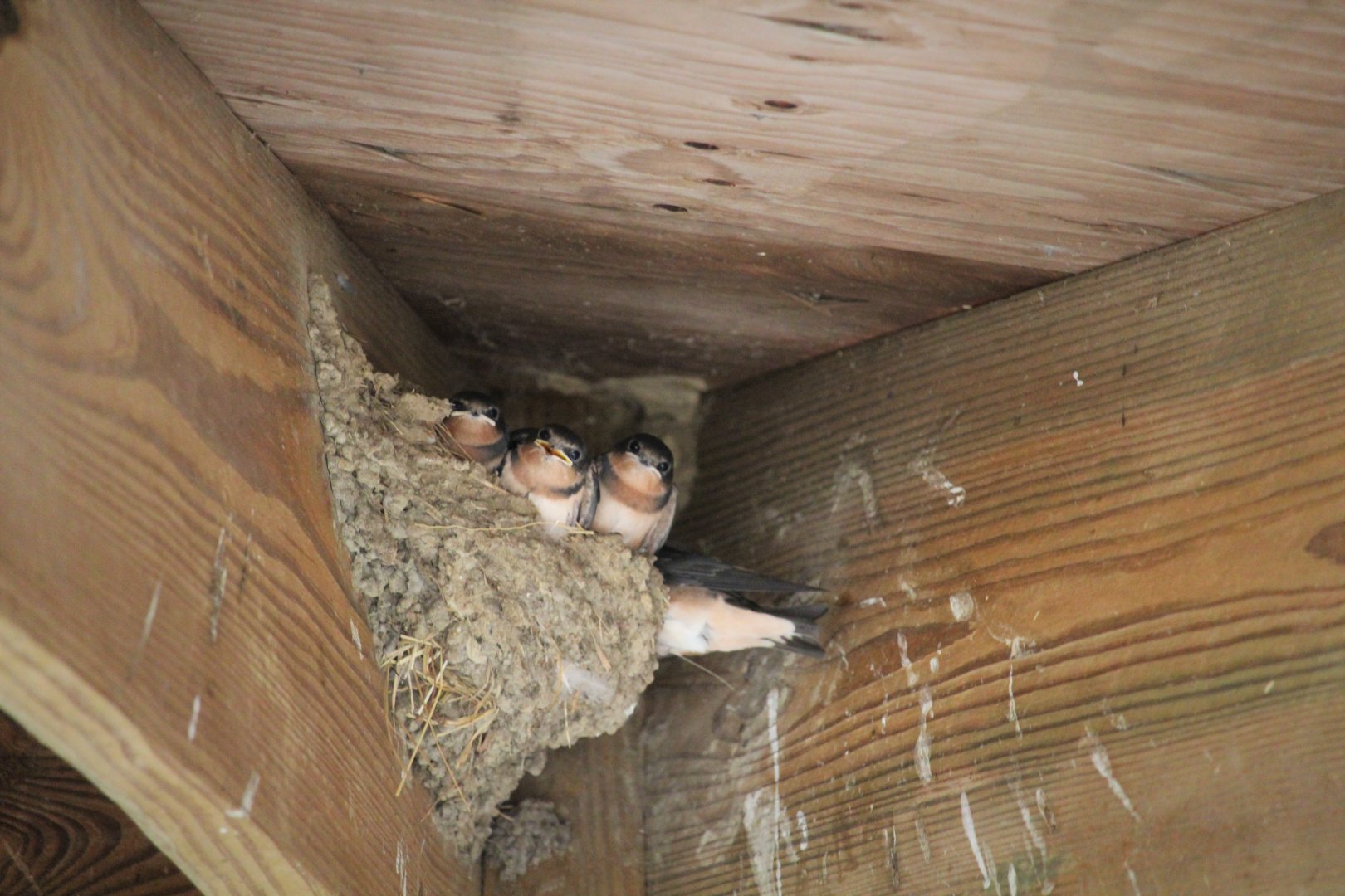 Young American Barn Swallows