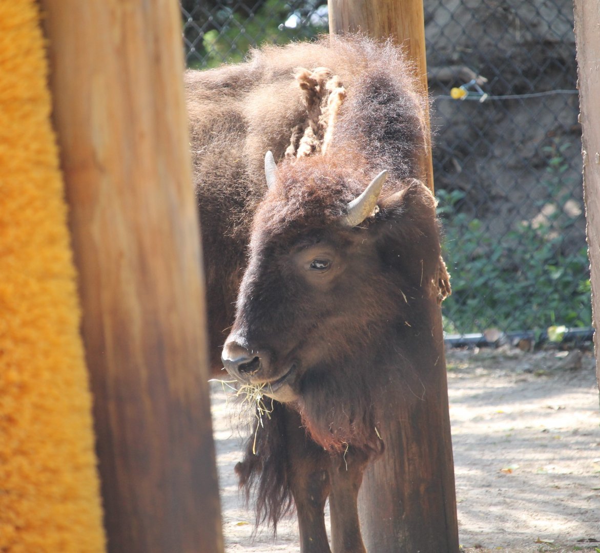 Young American Bison