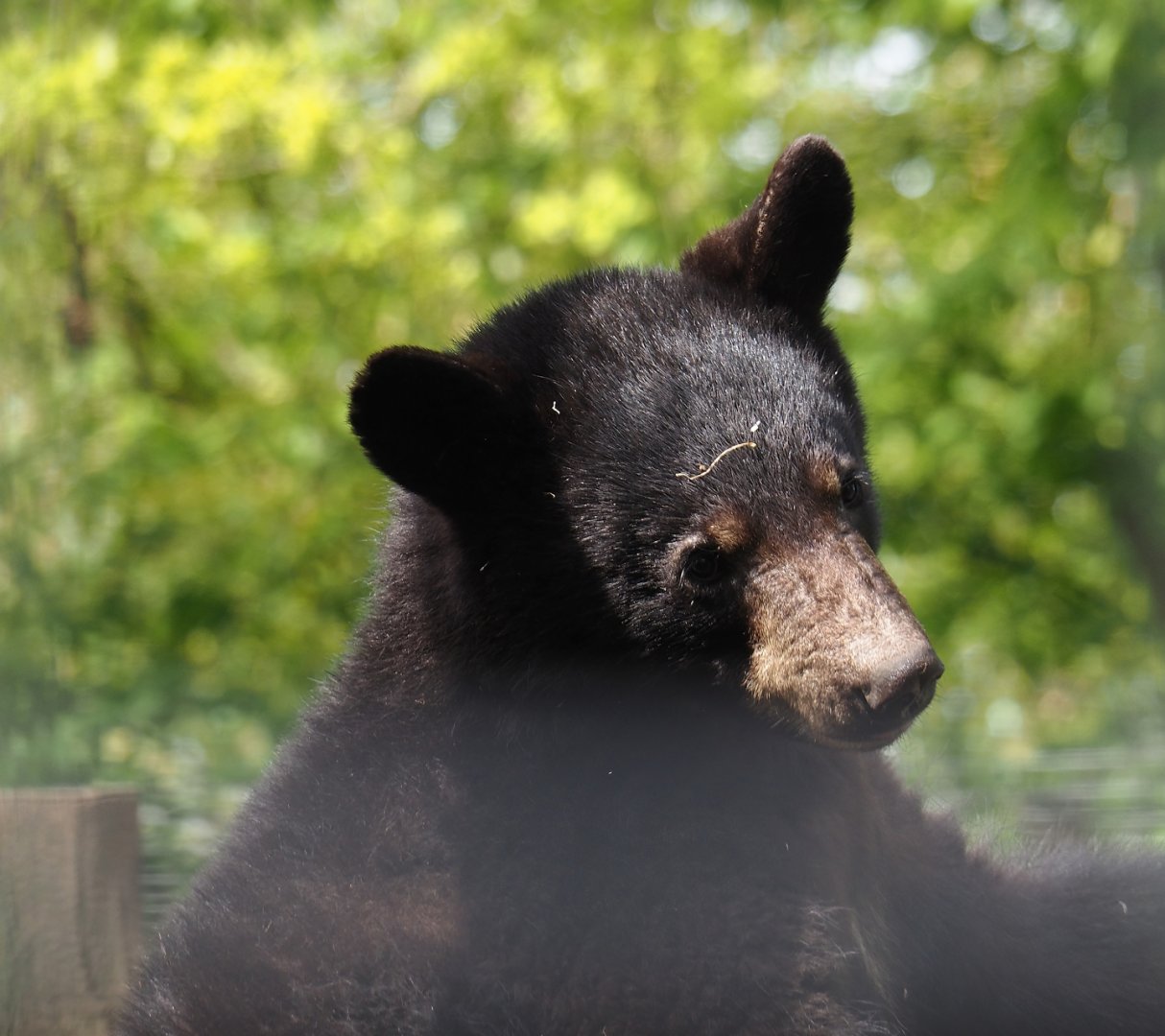 Young American black bear (Ursus americanus), 2024-04-14